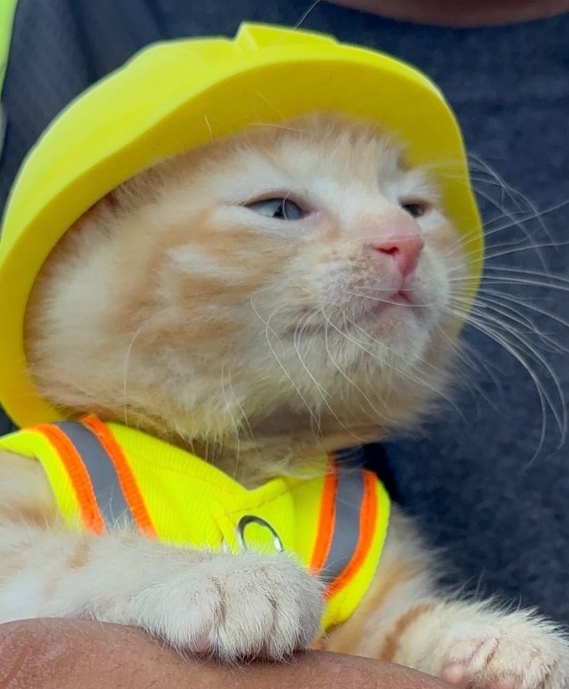 Sue, a ginger kitten wearing a yellow hard hat and hi-vis vest, held by a construction worker